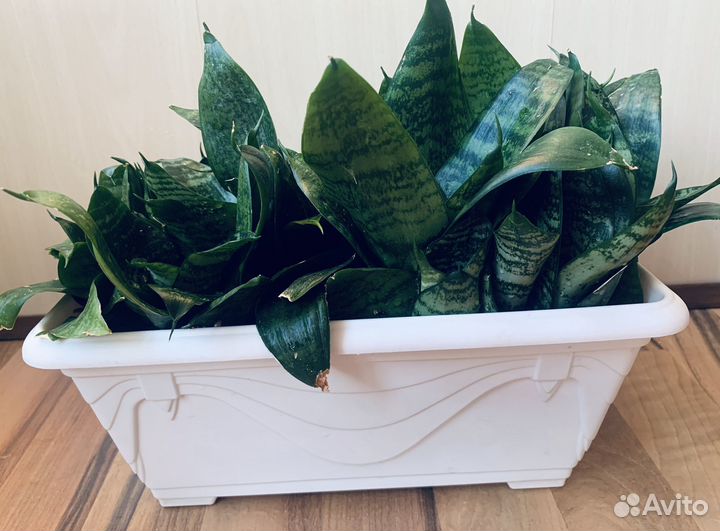 Сансивиерия или тещин язык