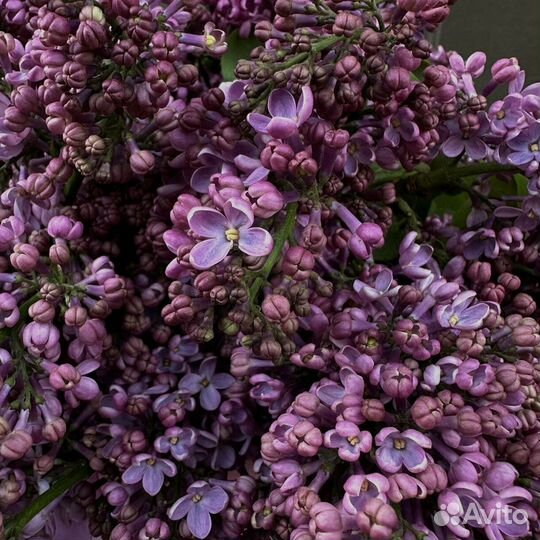 Сирень/ Букет Сирень/ цветы с доставкой