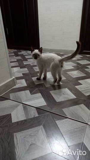 Отдам котенка в добрые руки