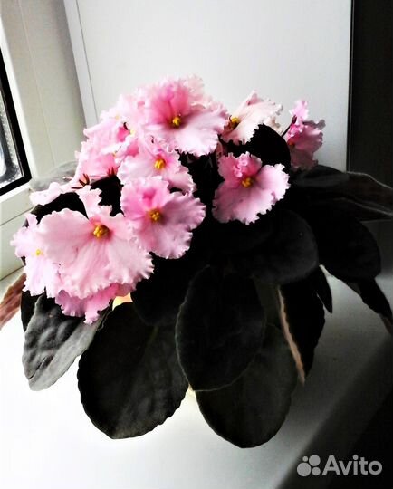 Фиалки сортовые. Цветы комнатные. Розовые фиалки