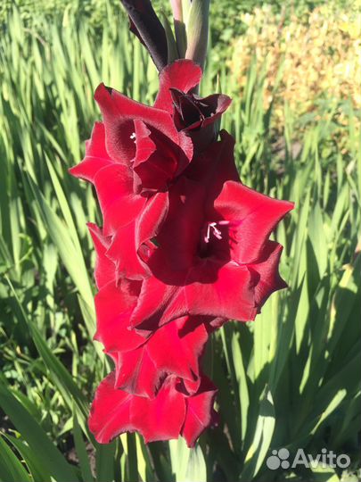 Гладиолусы (луковицы)