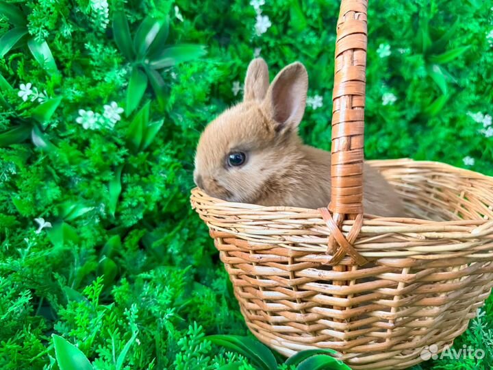 Карликовый кролик королевский редкий