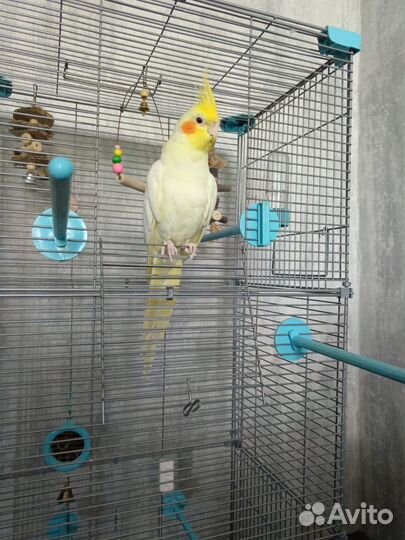Попугай корелла с клеткой