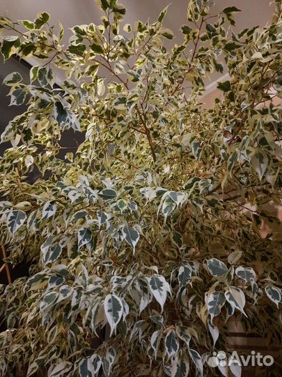 Фикус бенджамина выше 2м сорт Старлайт