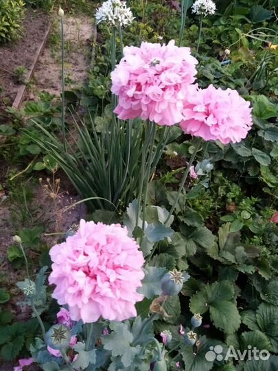 Мак, дельфиниум семена,пион, хоста