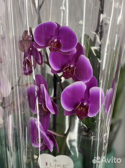 Орхидея (фаленопсис)