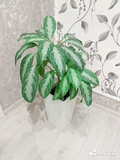 Аглаонема сильвер бей