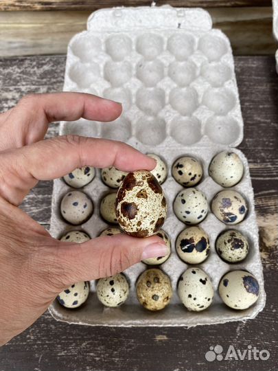 Яйца перепелиные домашние