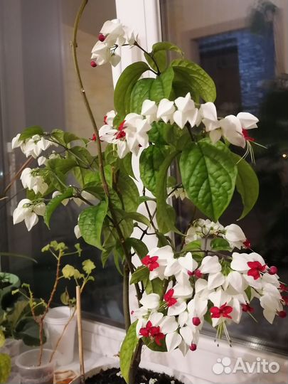 Клеродендрум томпсона