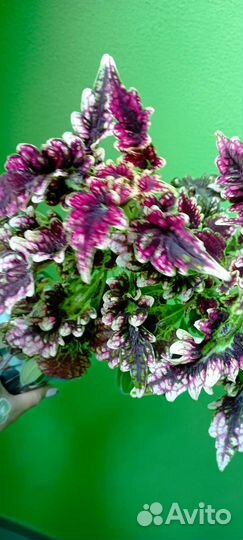 Колеус махровый