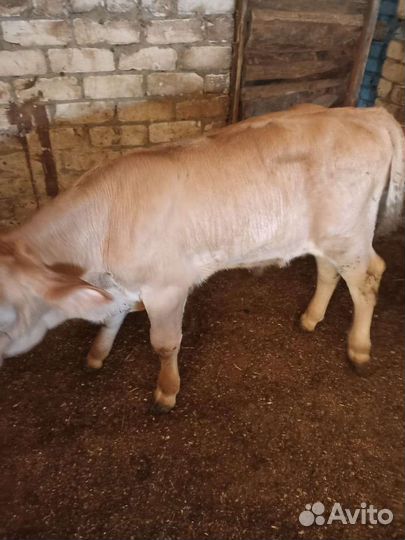 Племенные телята