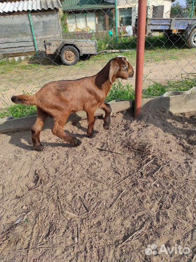 Нубийский козлик