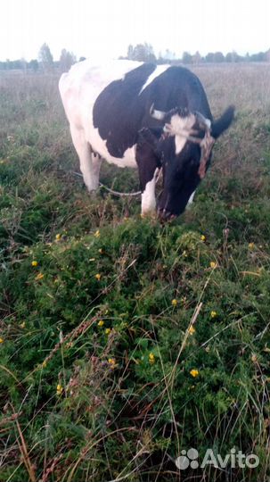 Корова стельная