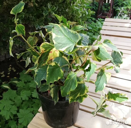 Комнатные и садовые растения