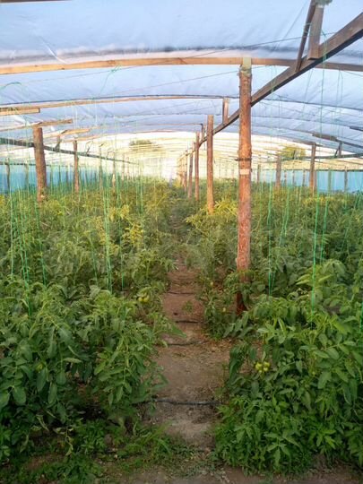 Дом 50 м² на участке 50 сот.