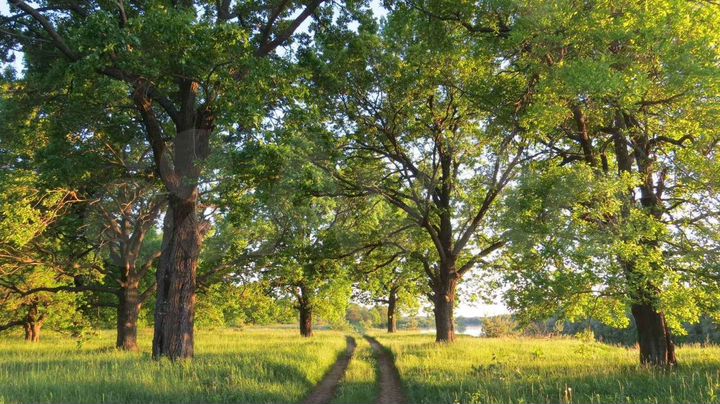 Участок 21,4 сот. (ИЖС)