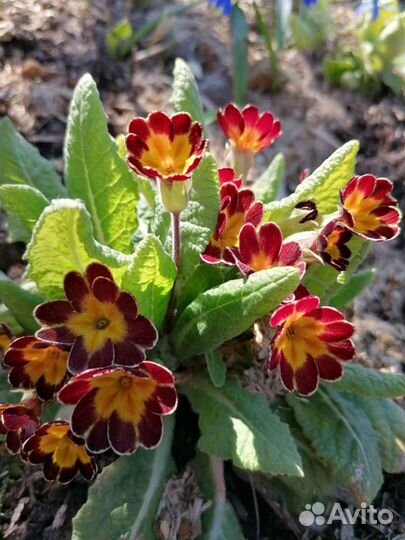 Луковичные растения на осень