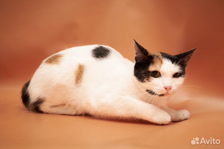 Трехцветная кошка