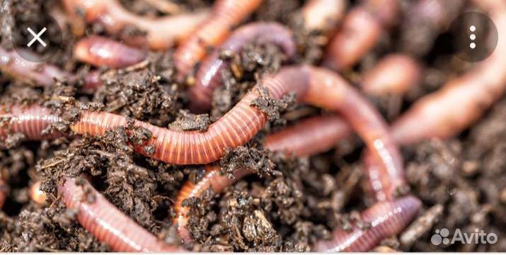 Дендробена