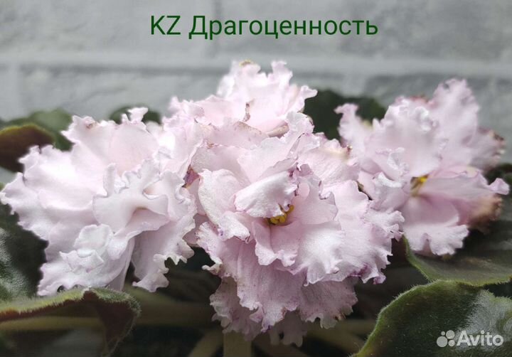 Сортовые фиалки