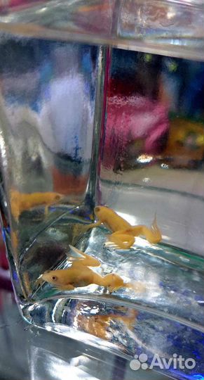 Шпорцевая лягушка