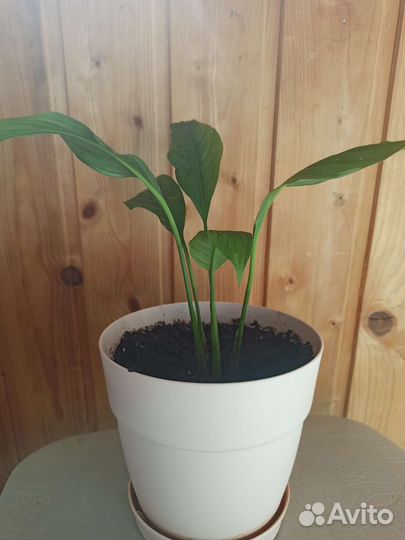 Спатифиллум