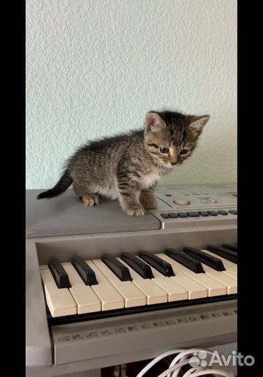 Кашечки 1 мес