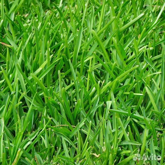 Кормовая травосмесь