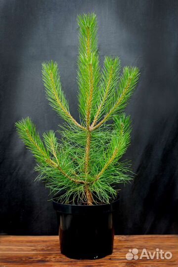 Саженцы сосны обыкновенной зкс