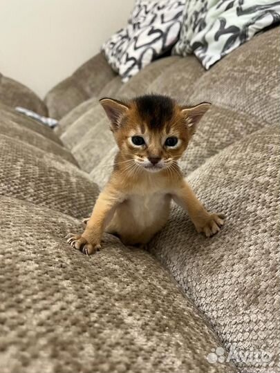 Абиссинские котята