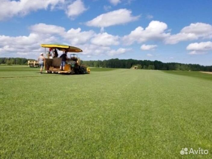 Рулонный газон от производителя