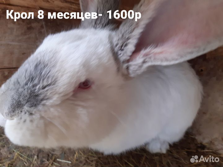 Кролики
