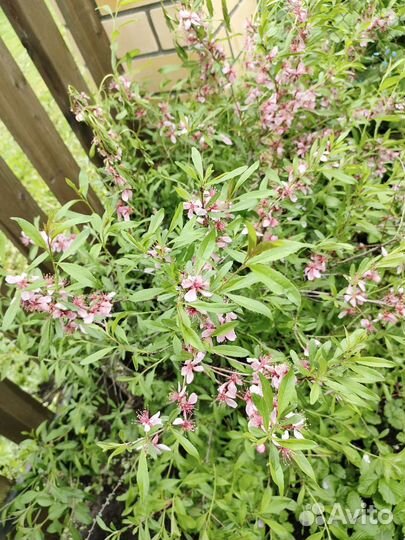 Миндаль кустарник