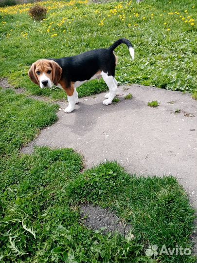 Щенки бигль