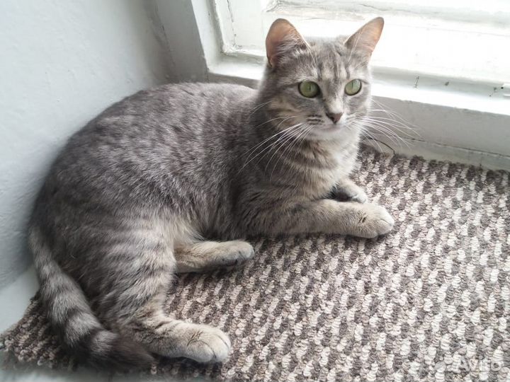 Молодая кошечка