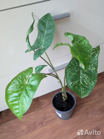 Сингониум Панда