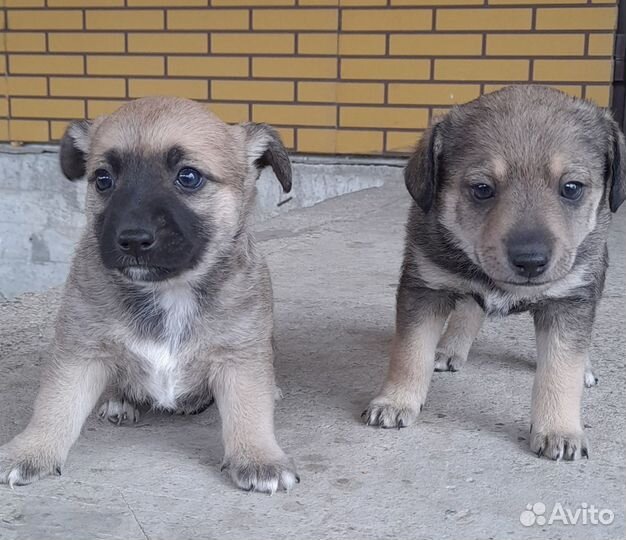 Щенок в добрые руки бесплатно