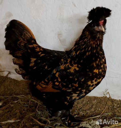 Инкубационное яйцо Павловское золото