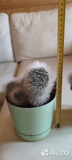 Пушистый кактус