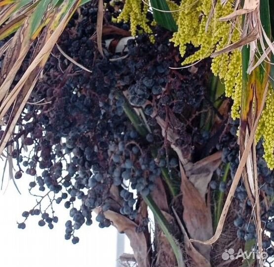 Семена пальмы Трахикарпус форчуна