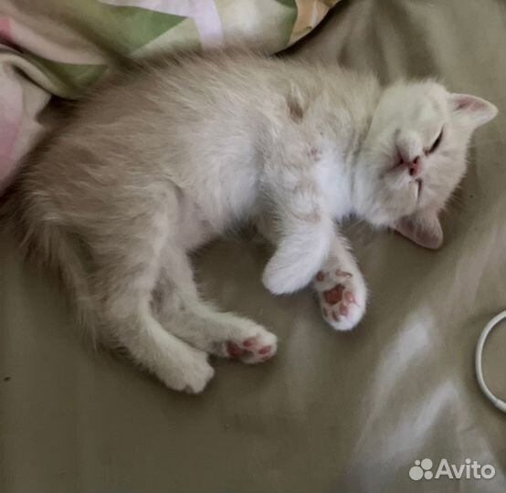Шотландские котята