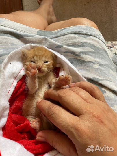 Рыжий Котенок в добрые руки в дар