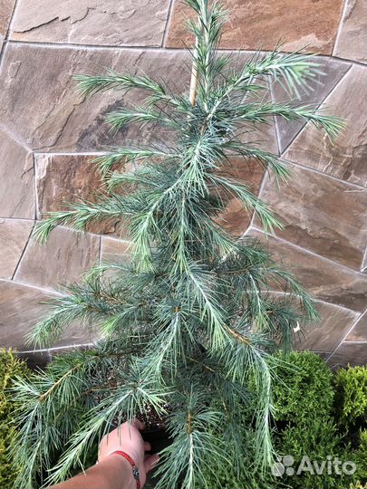 Кедры разного сорта