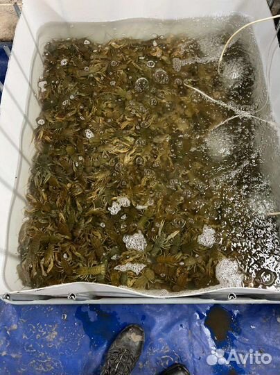 Живые раки / Готовые раки 24/7 / Раки оптом