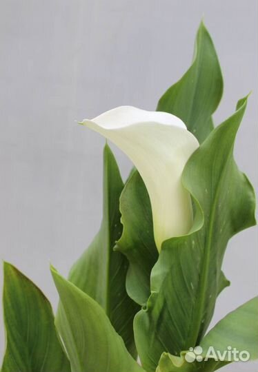 Калла в горшке нидерланды