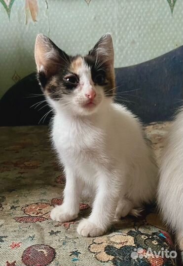 Котята девочки