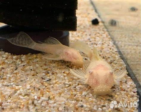 Сомики анциструсы - белые и серые