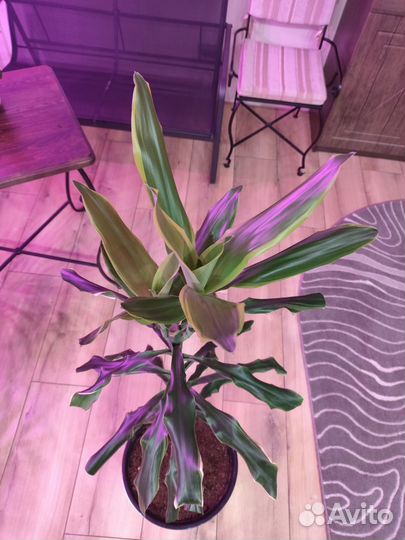 Драцена душистая