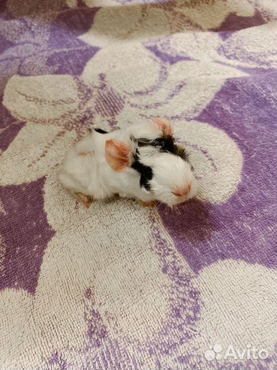 Морская свинка