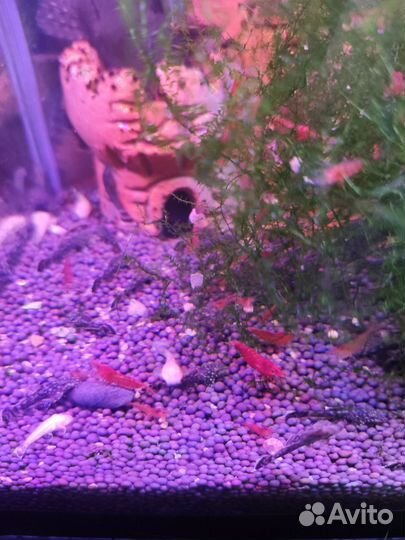 Черная моллинезия, анциструсы, креветки черри